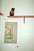 Cats Room