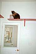 Cats Room