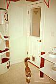 Cats Room